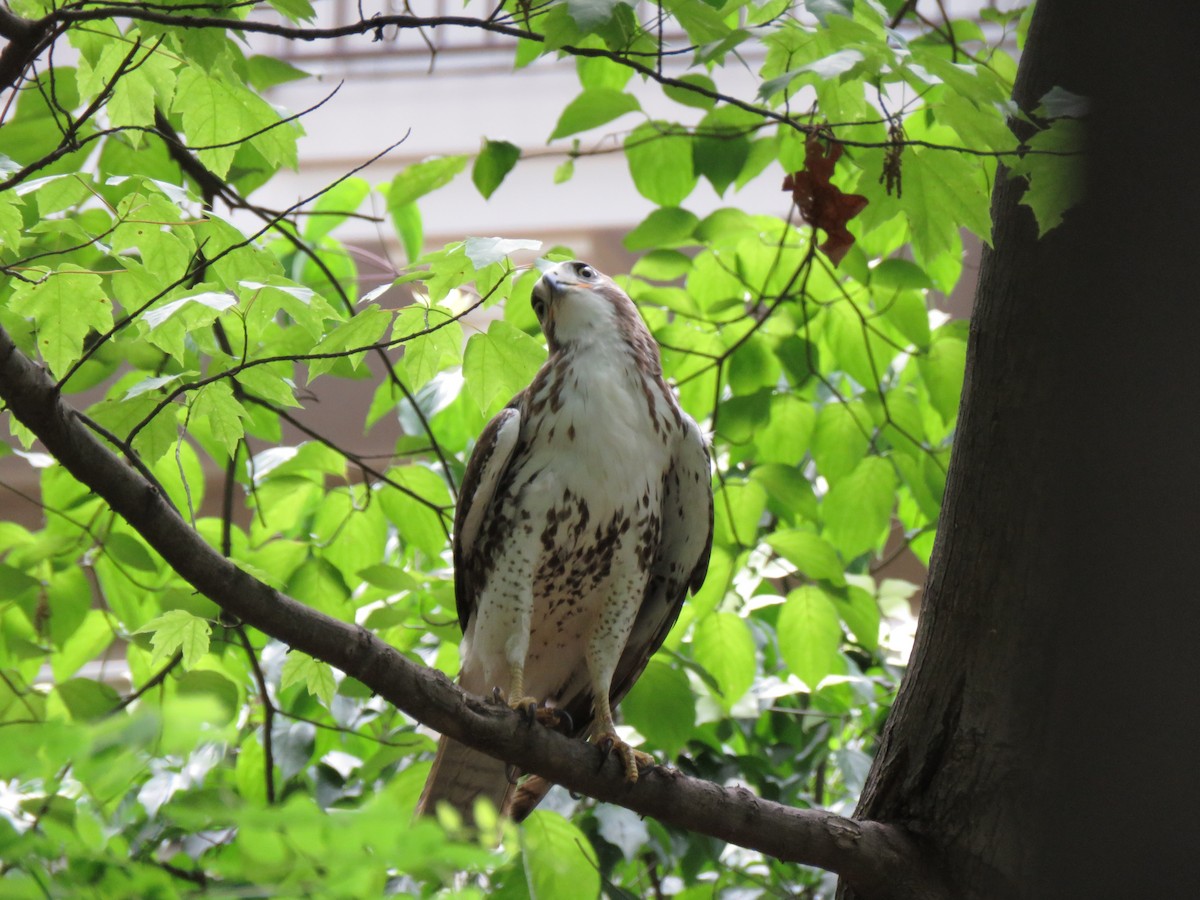 Red-tailed Hawk - ML235453631