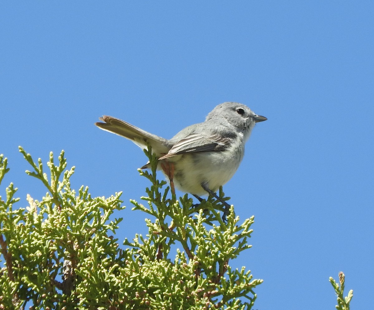 Viréo gris - ML235455511