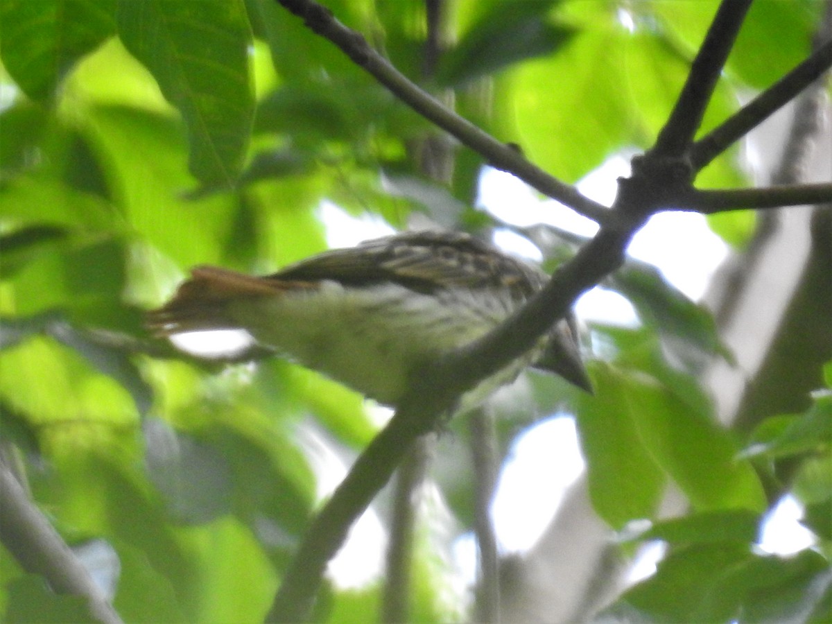 Sulphur-bellied Flycatcher - ML235455821