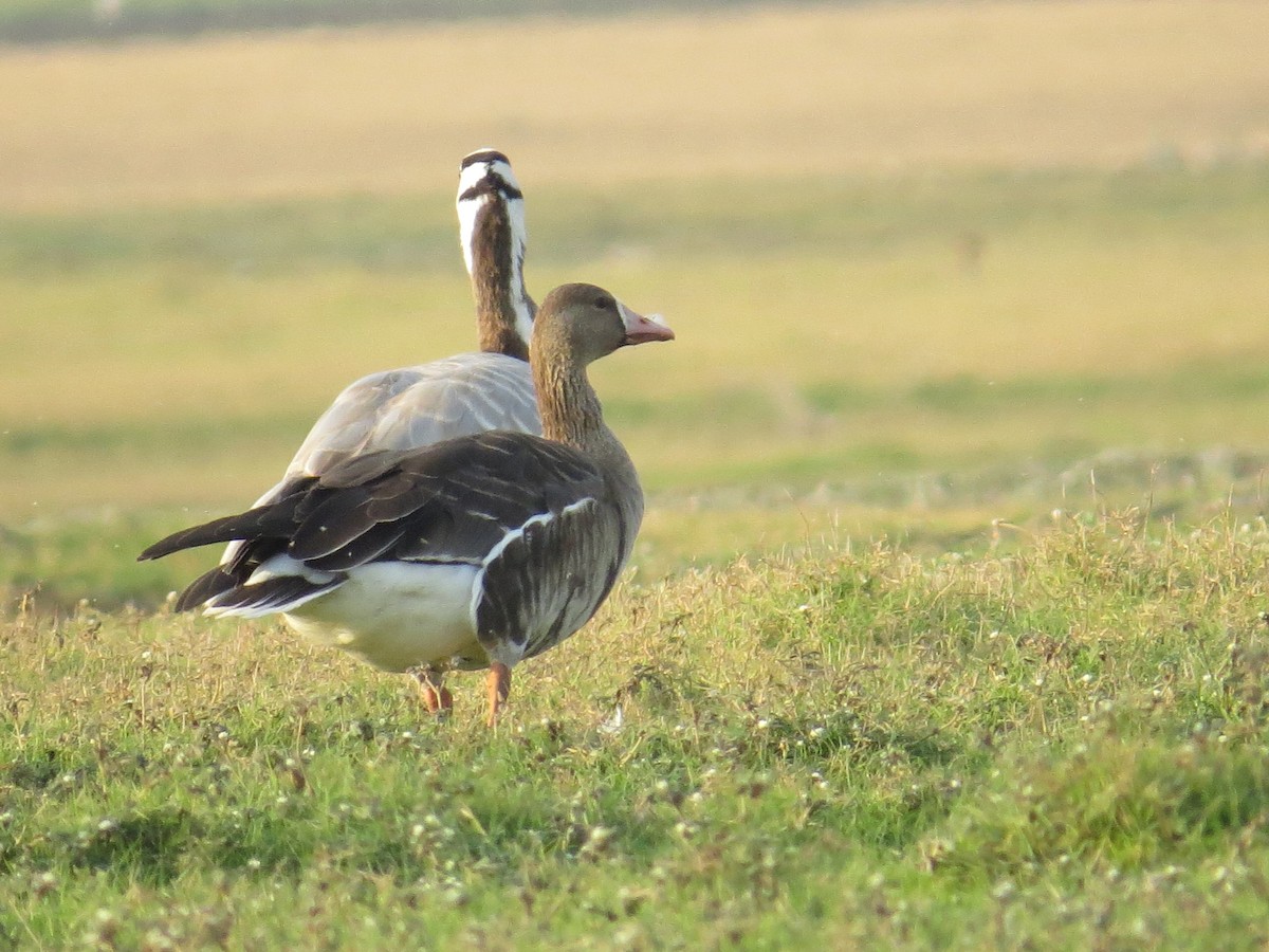 Greater White-fronted Goose - ML23545611