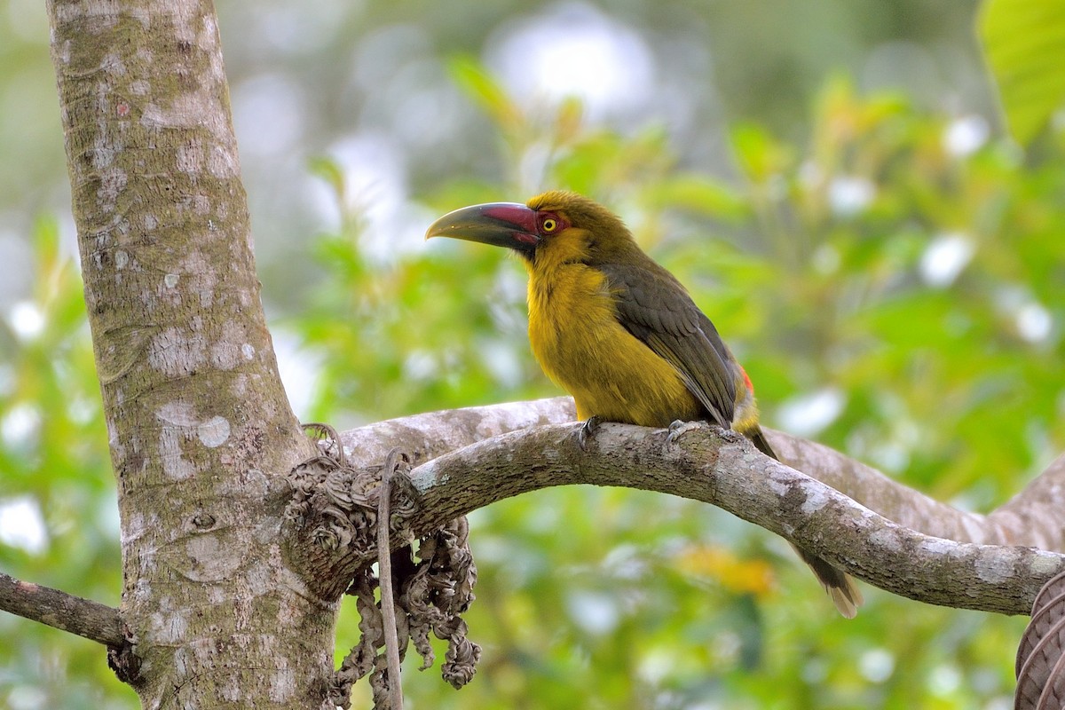 Saffron Toucanet - ML235456391