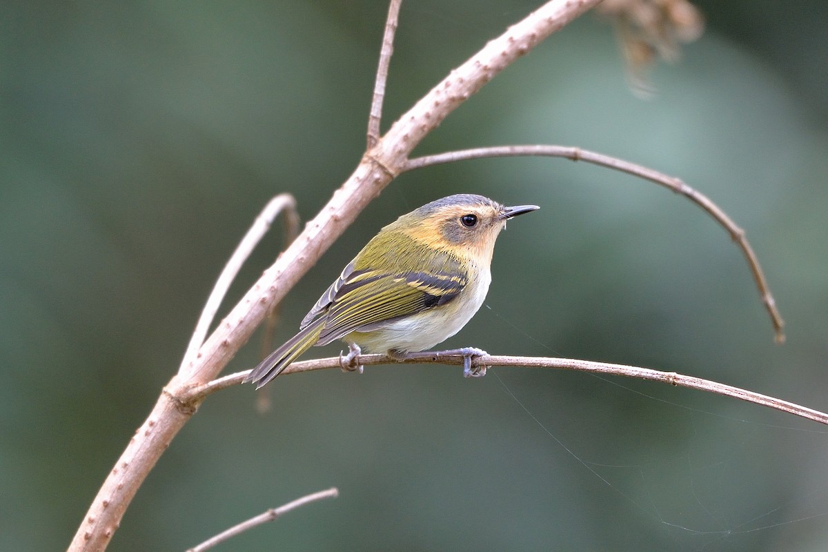 Ochre-faced Tody-Flycatcher - Rodrigo Ferronato