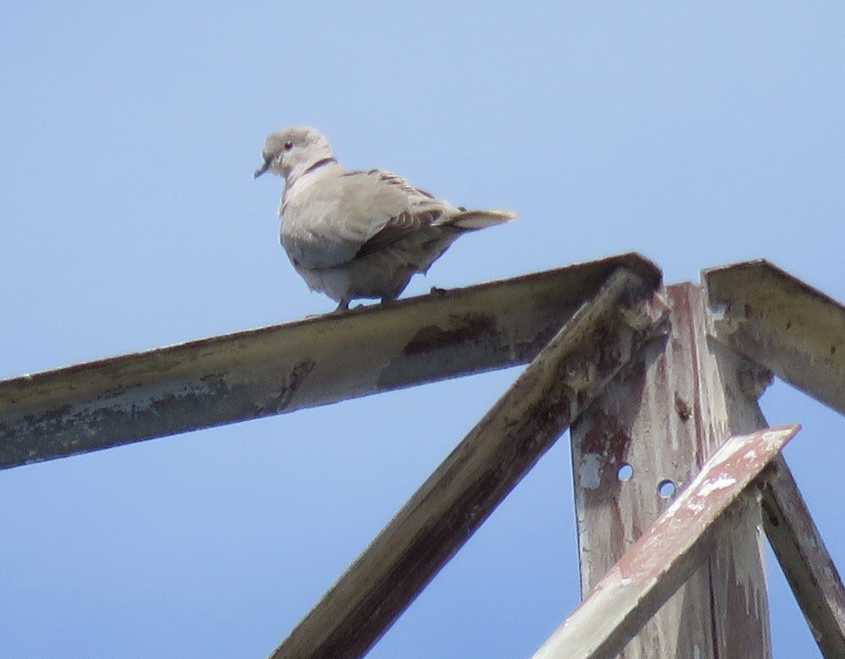 Eurasian Collared-Dove - ML235458751