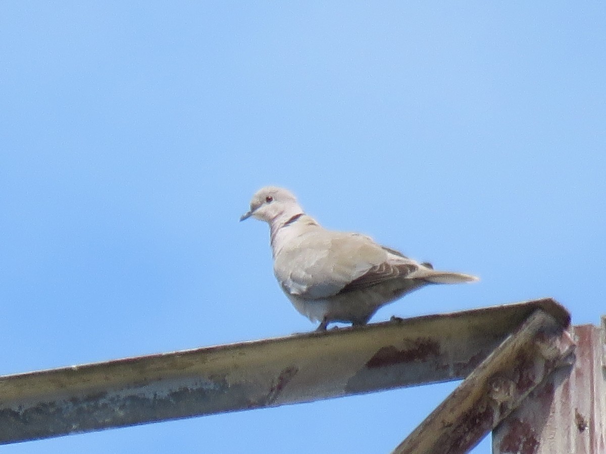 Eurasian Collared-Dove - ML235458851