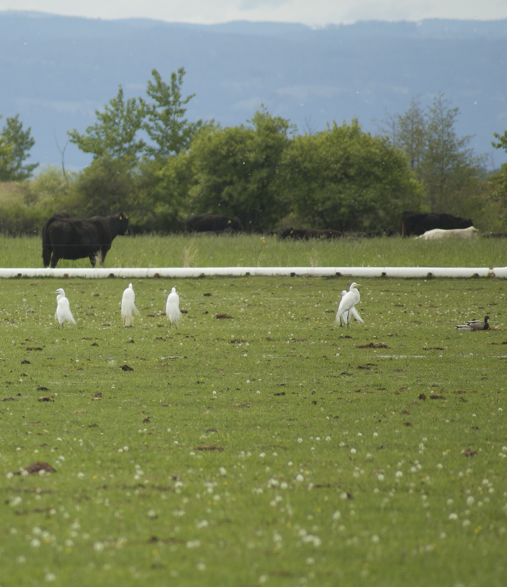 Great Egret - ML235459271