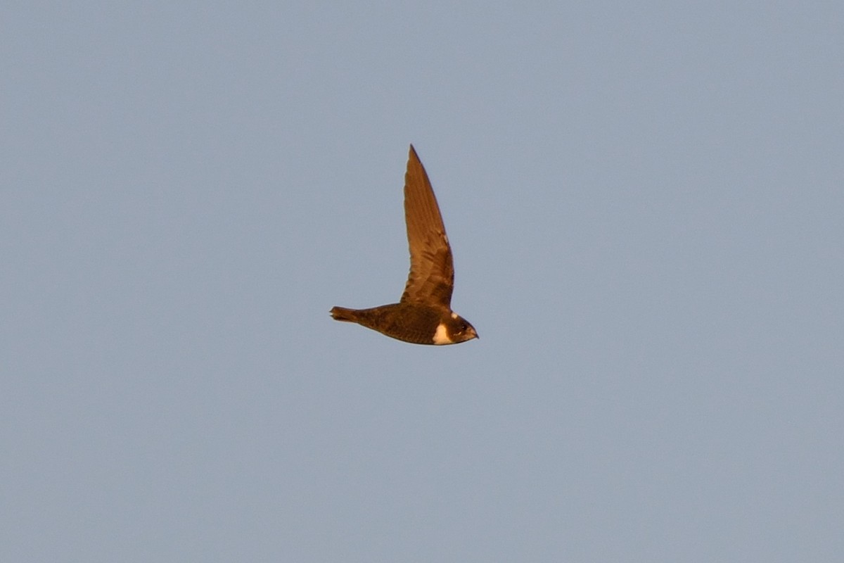 Biscutate Swift - ML235459651