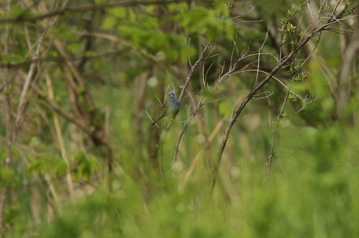 Blue Grosbeak - Shane Blodgett