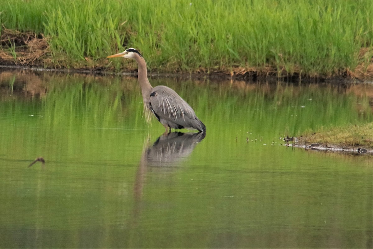 Great Blue Heron - ML235460891