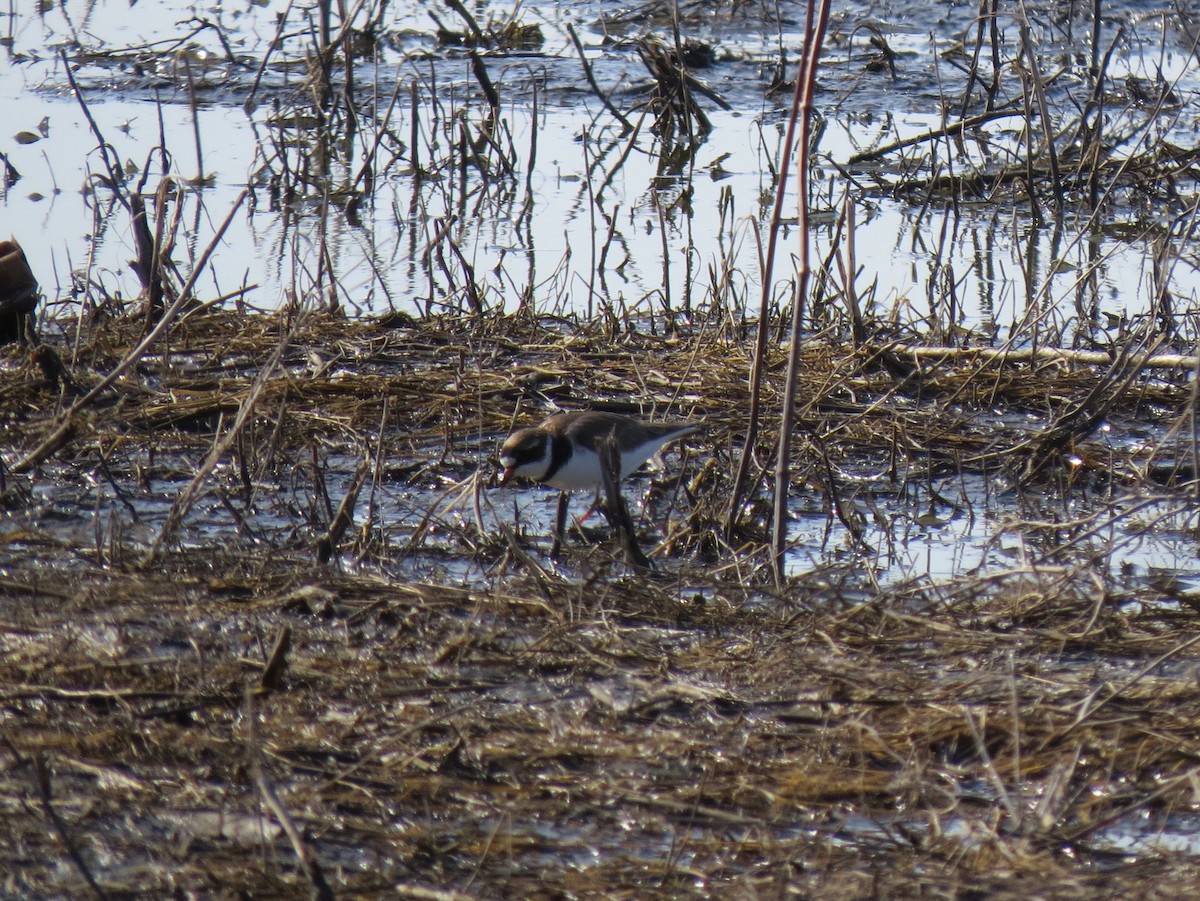 Semipalmated Plover - ML235461271