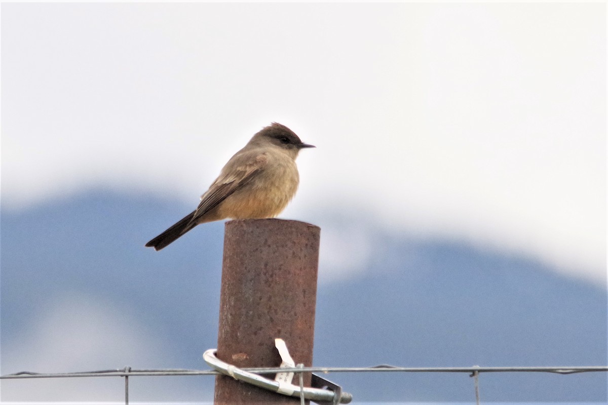 Say's Phoebe - ML235461301