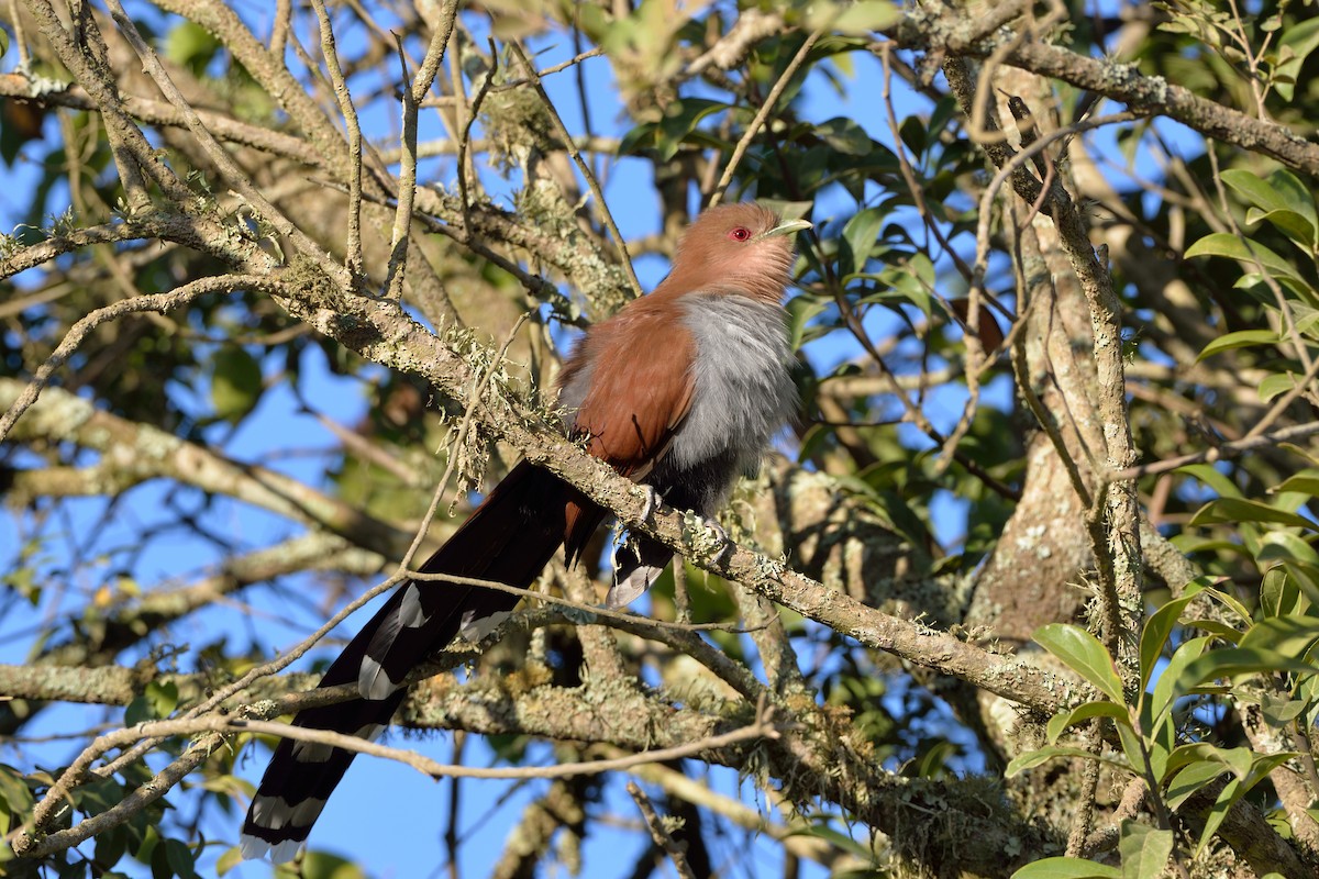 Squirrel Cuckoo - ML235462001