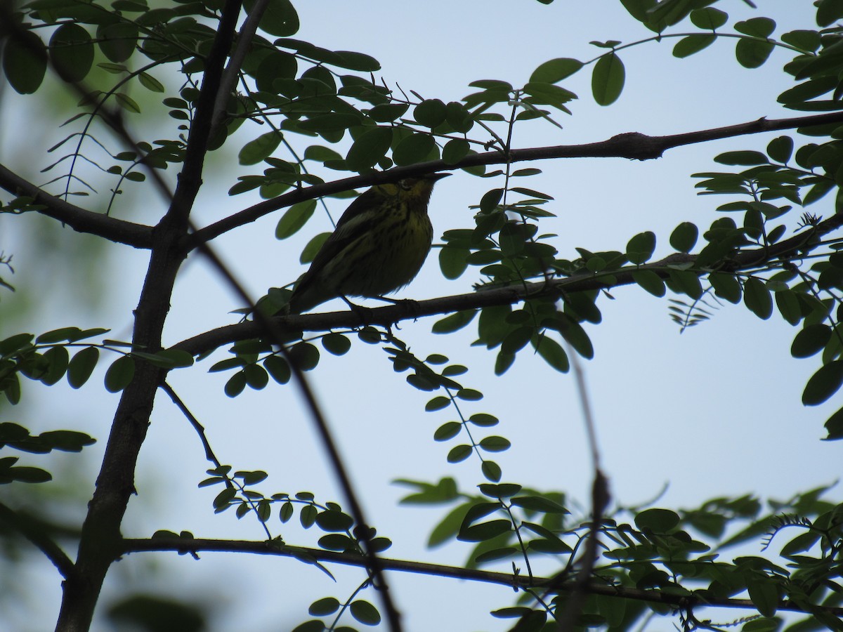 Cape May Warbler - ML235462511