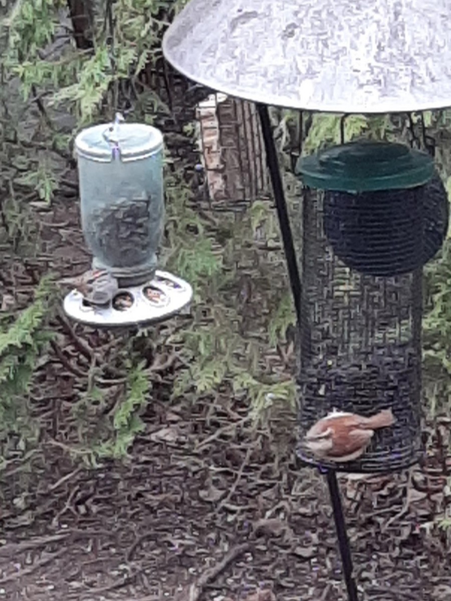 Carolina Wren - Christine Bishop