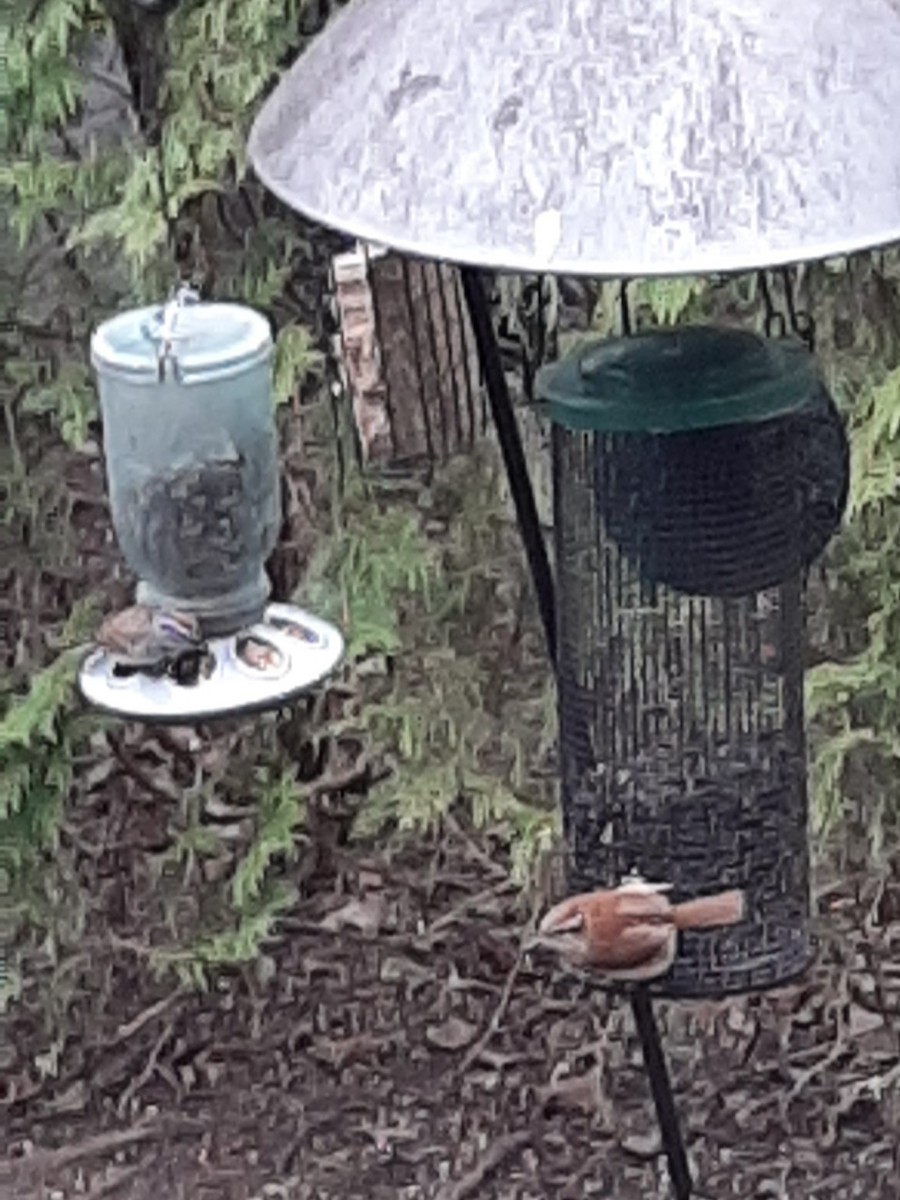 Carolina Wren - ML235463111