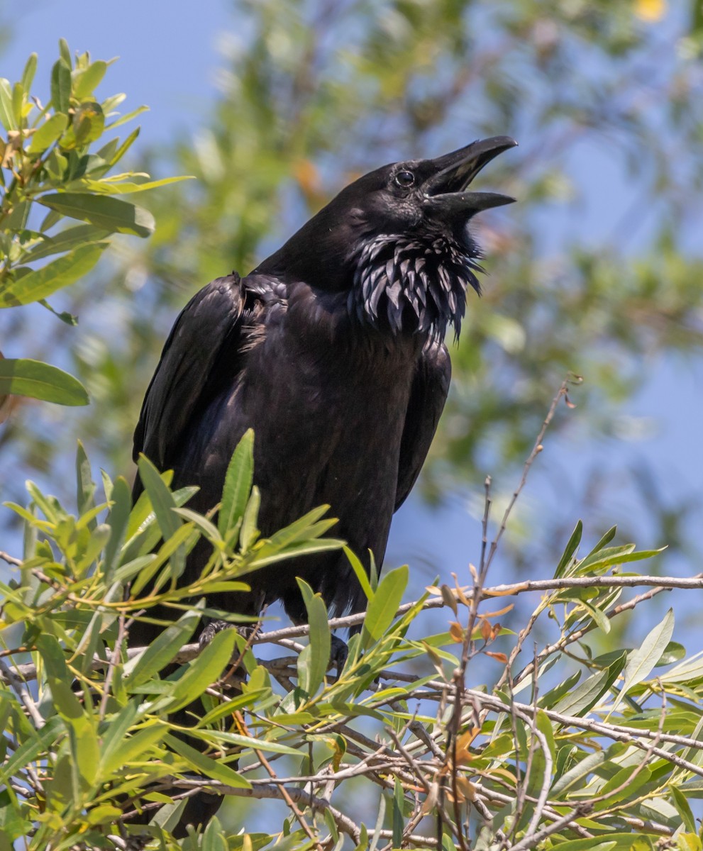 Common Raven - ML235466471