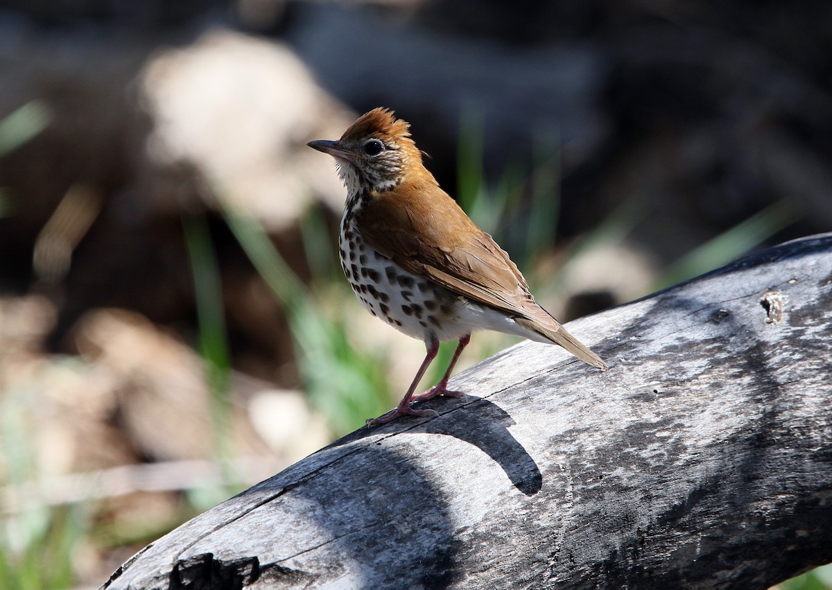 Wood Thrush - ML235468241