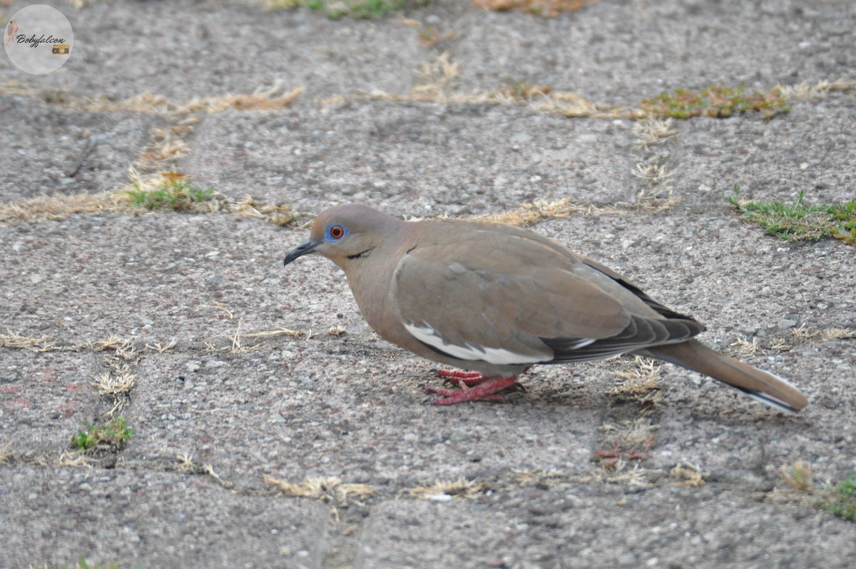 White-winged Dove - Roberto Amaya