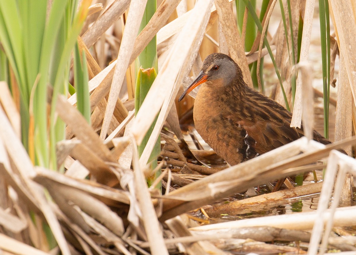 Пастушок віргінський - ML235471951
