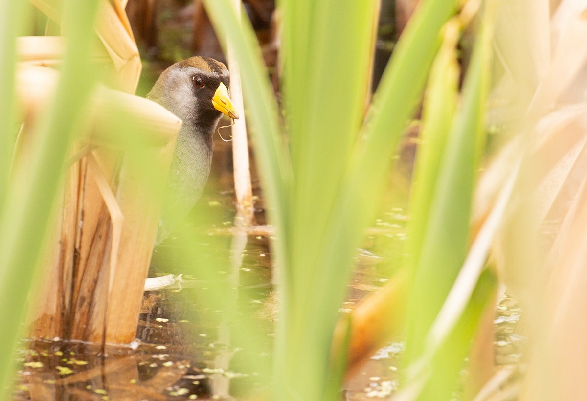 Погонич каролінський - ML235472101