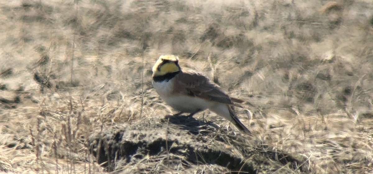 Horned Lark - ML235472201