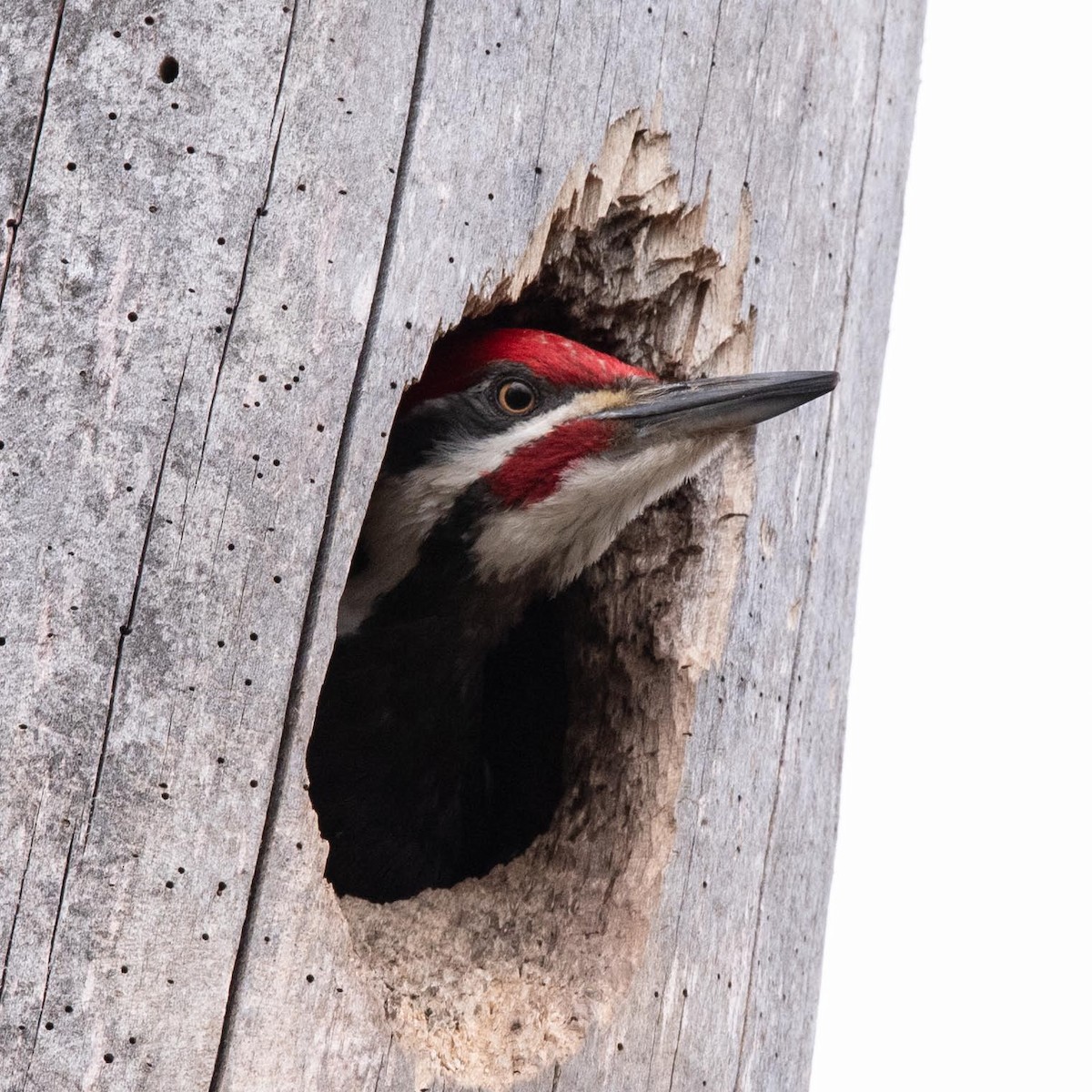 Pileated Woodpecker - Luc Girard