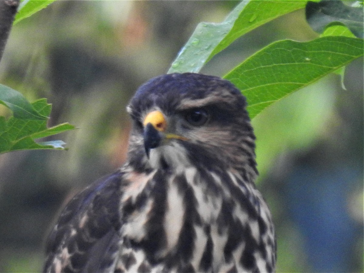 Gray Hawk - ML235474061