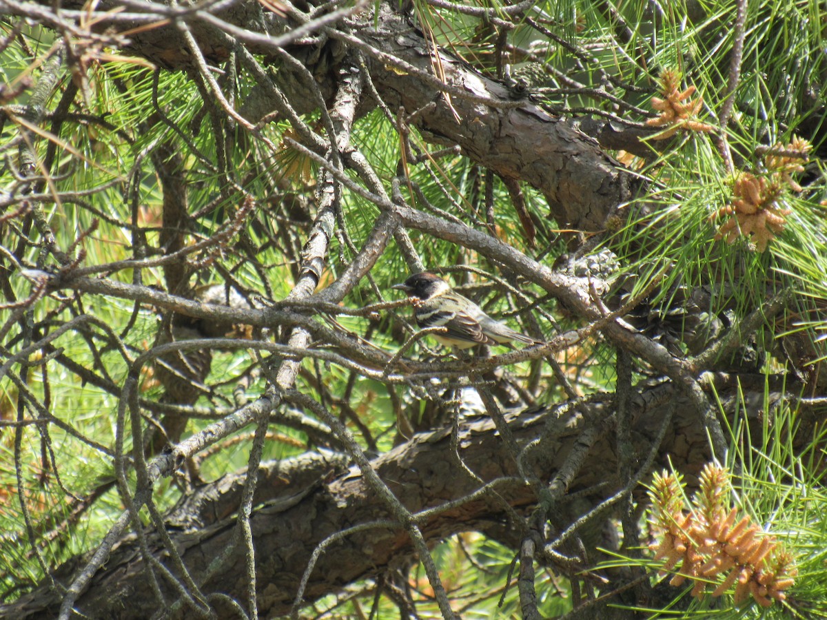 Bay-breasted Warbler - ML235474491