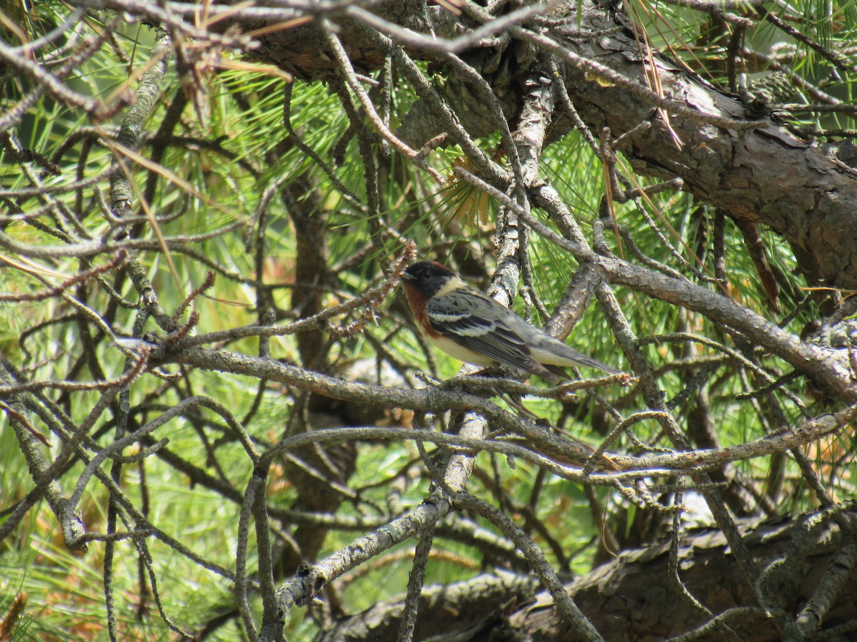 Bay-breasted Warbler - ML235474511