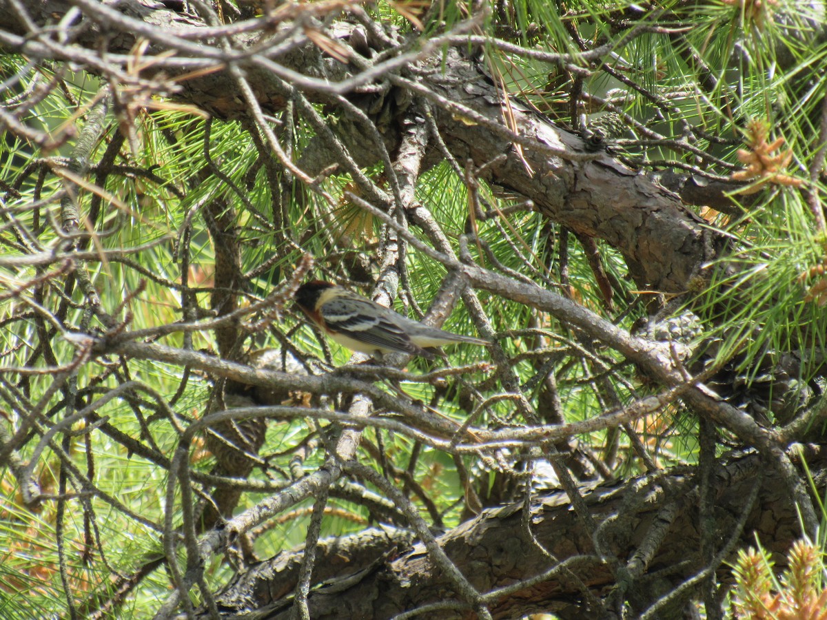 Bay-breasted Warbler - ML235474521