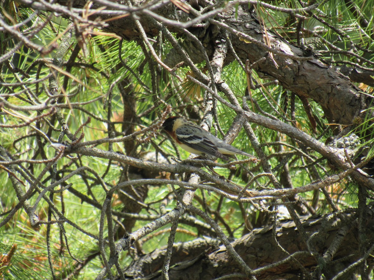 Bay-breasted Warbler - ML235474531