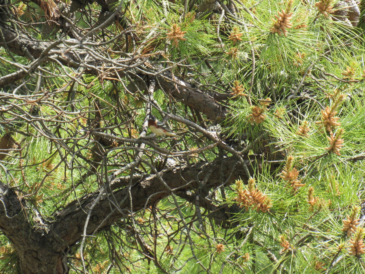 Bay-breasted Warbler - ML235474611