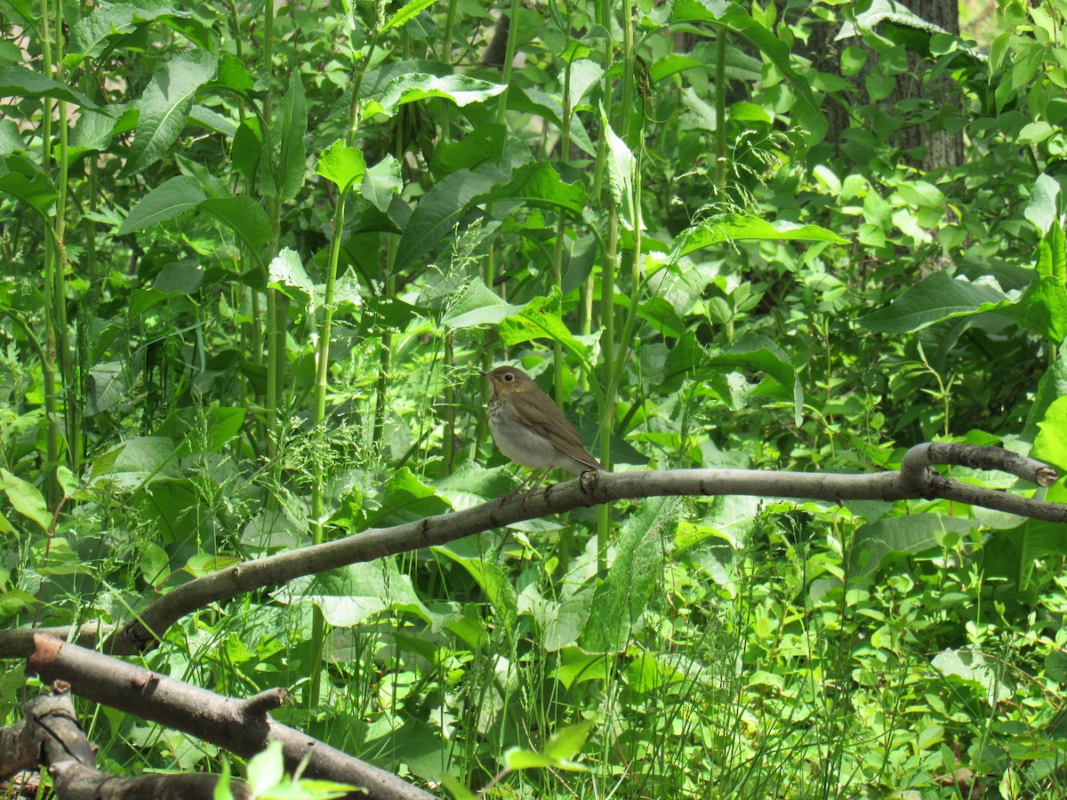 Swainson's Thrush - ML235474641