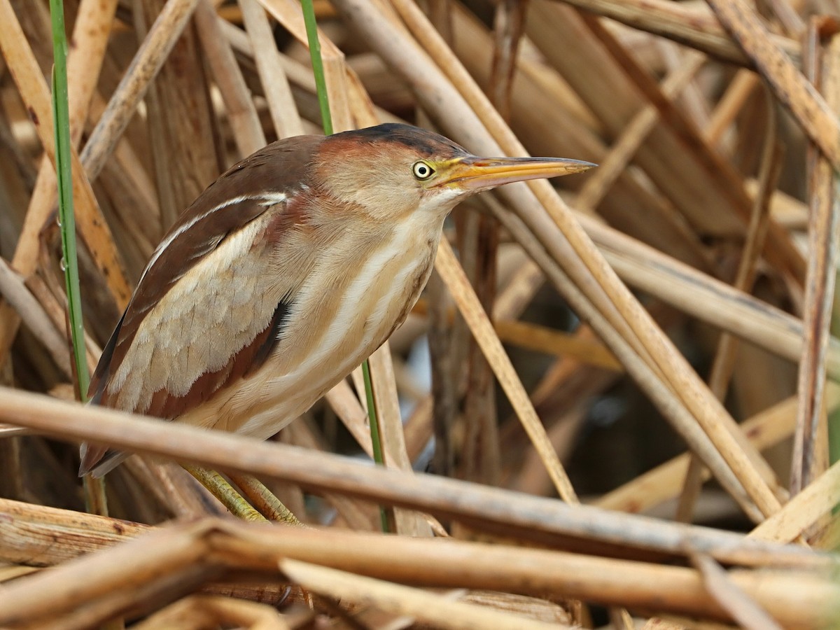 Least Bittern - Terry Spitzenberger