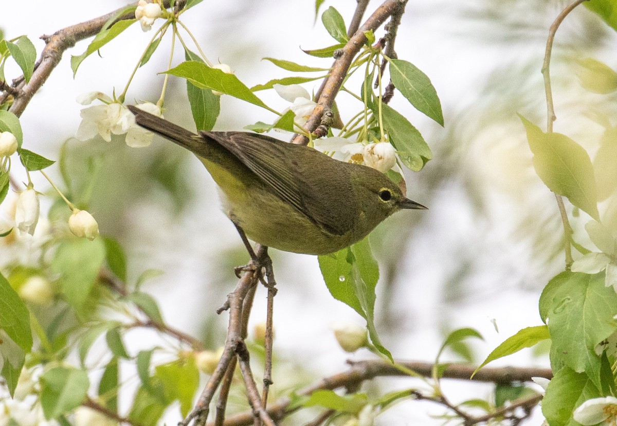 Orange-crowned Warbler - ML235477821