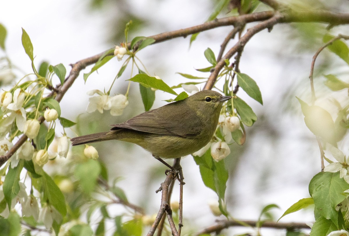 Orange-crowned Warbler - ML235477841