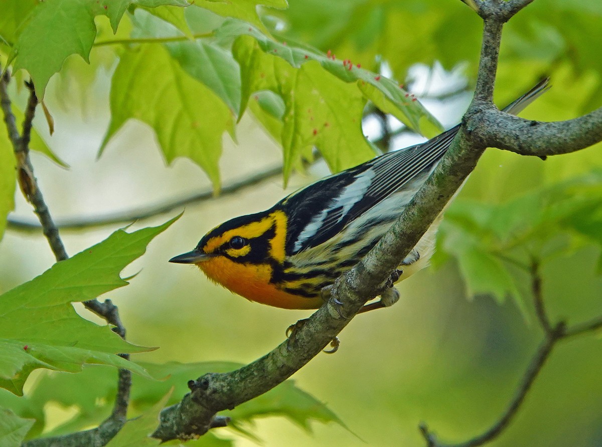 Blackburnian Warbler - ML235477941