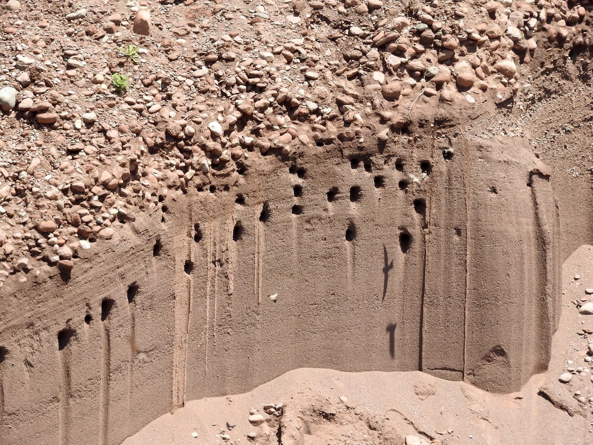Эргийн хараацай - ML235478421