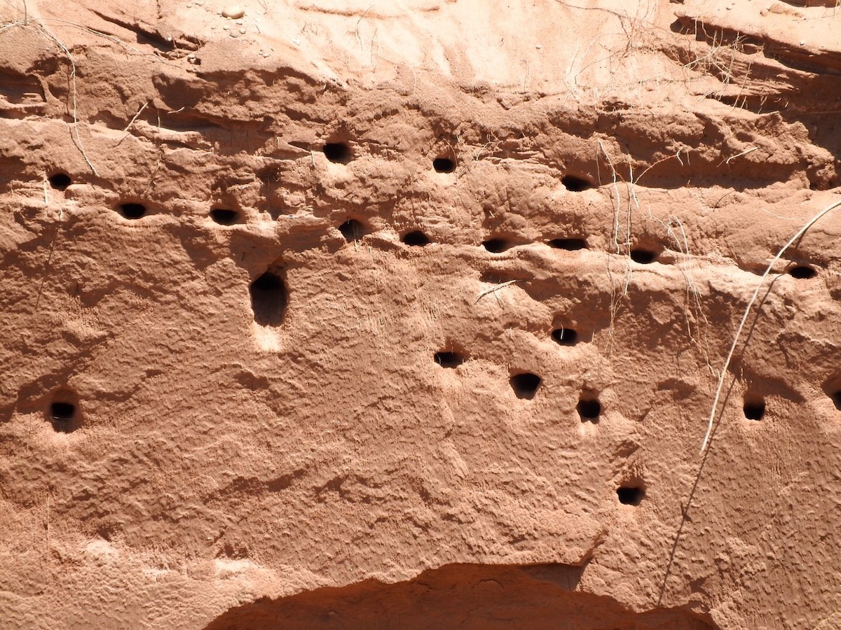 Эргийн хараацай - ML235478431