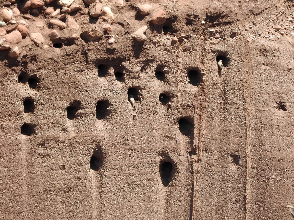 Эргийн хараацай - ML235478441