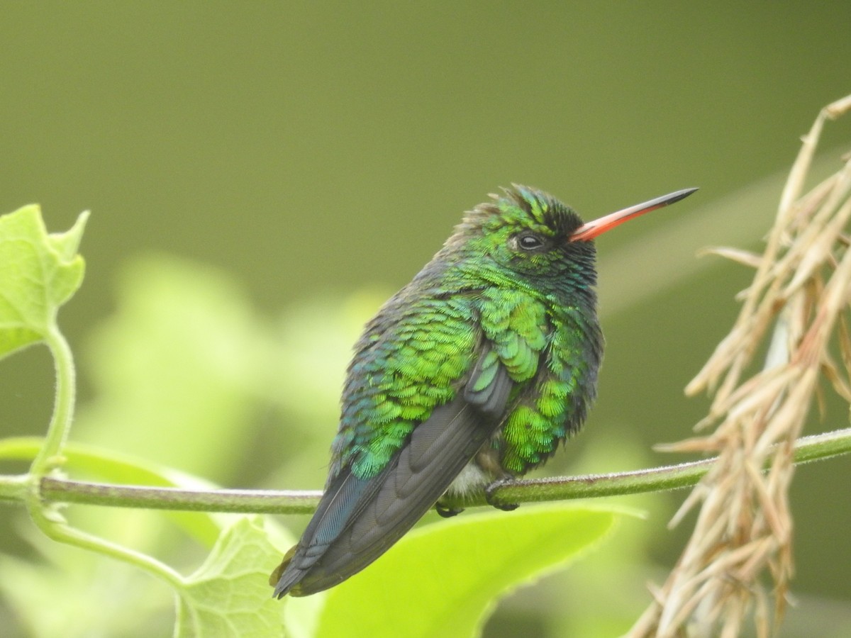 Glittering-bellied Emerald - Johannes Børtveit