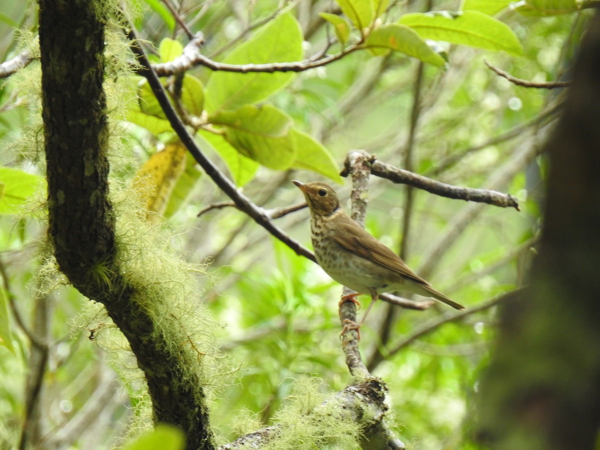 Swainson's Thrush - ML235481941