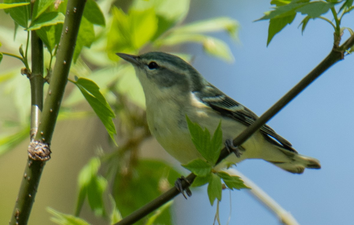 lesňáček modropláštíkový - ML235482611