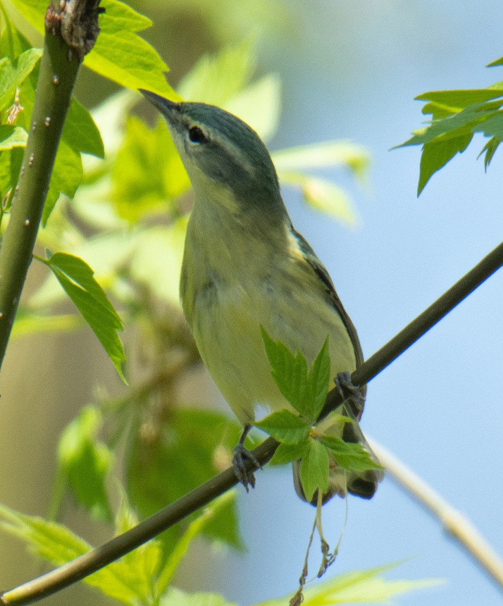 lesňáček modropláštíkový - ML235482621