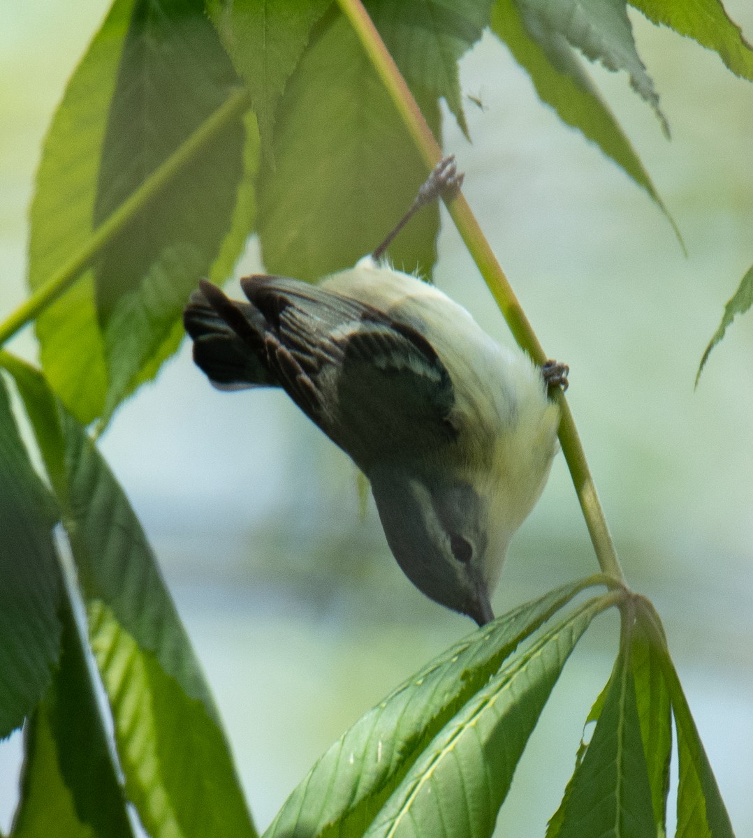 lesňáček modropláštíkový - ML235482631