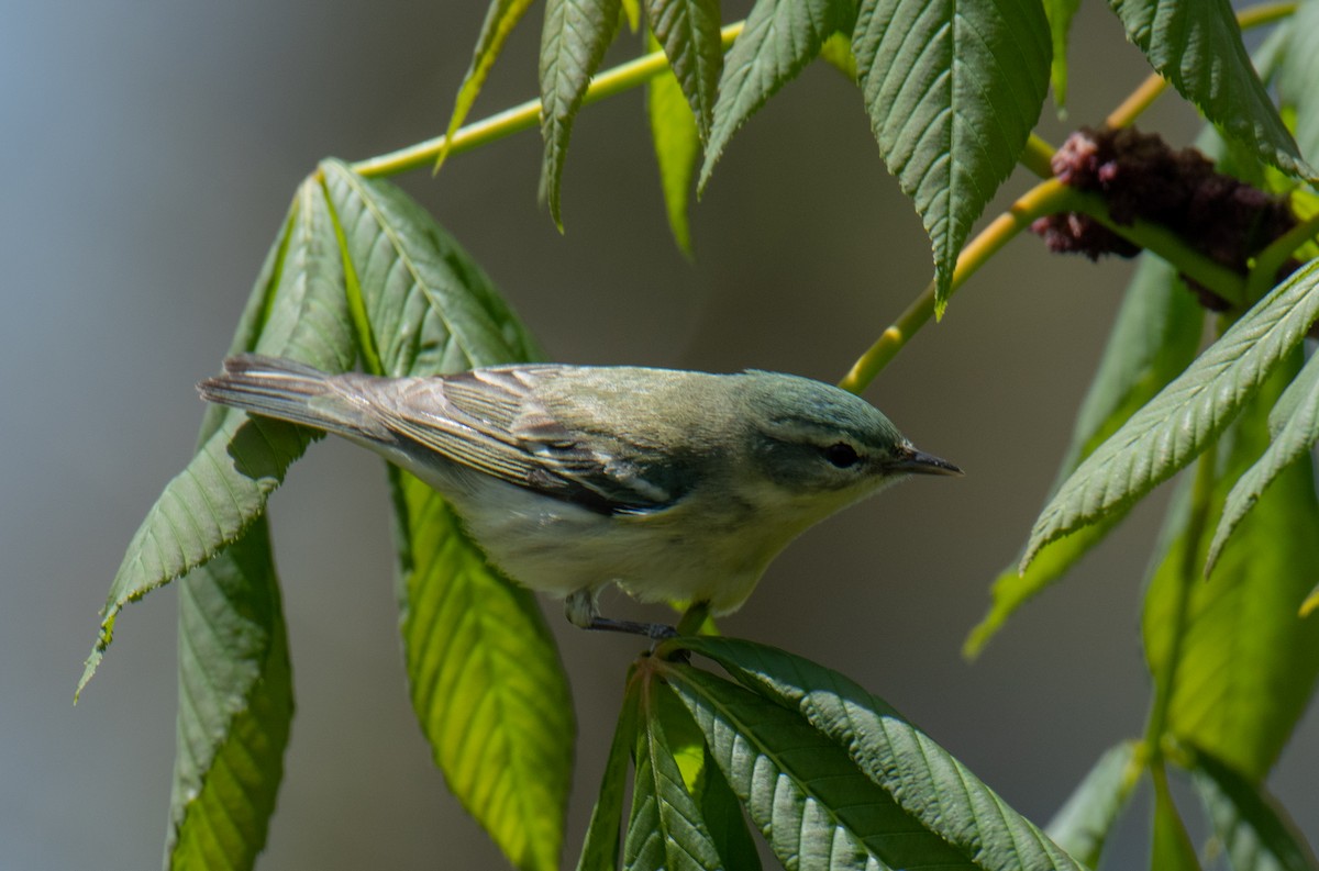 Cerulean Warbler - Lee Langenfeld