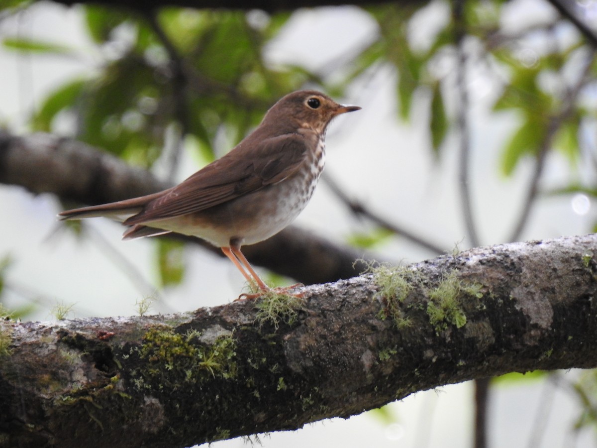 Swainson's Thrush - ML235482831