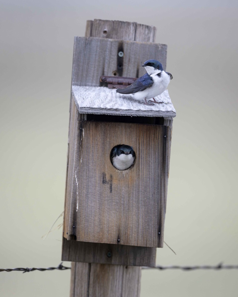 Tree Swallow - ML235486161