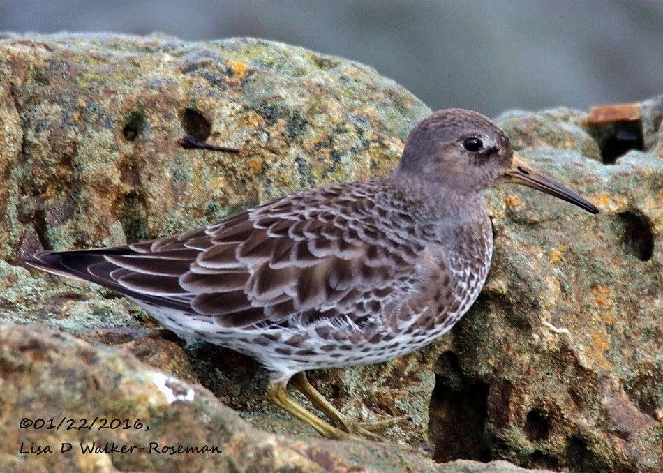 Rock Sandpiper - Lisa Walker-Roseman