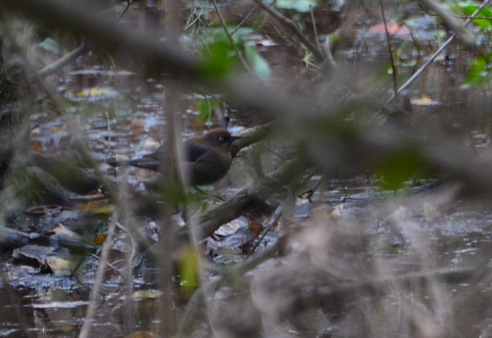 Rusty Blackbird - ML23548701