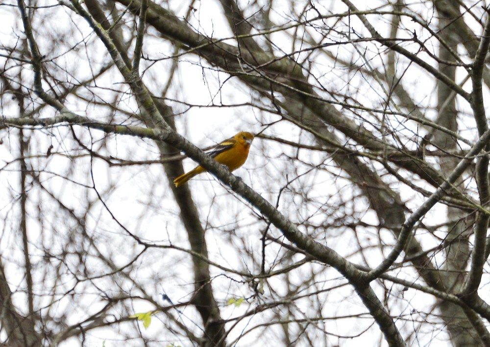 Baltimore Oriole - ML23548781